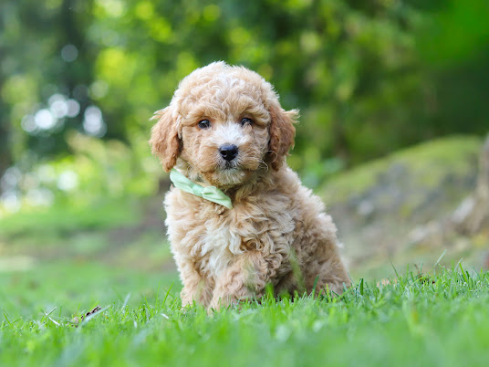 Curious fluffy light-brown puppy sitting on green grass in a park, wearing a light green collar.