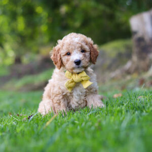 Young curly-coated puppy sitting on green grass wearing a yellow bow tie.
