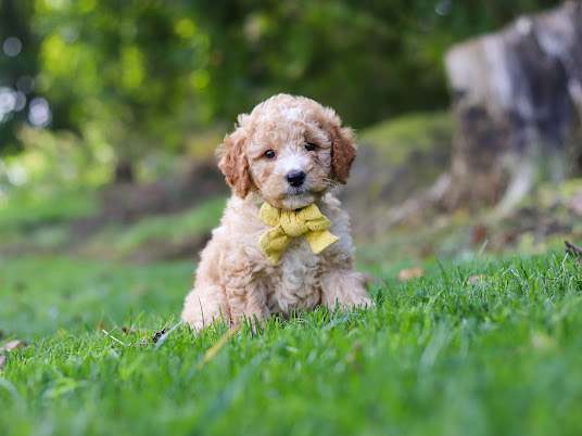Young curly-coated puppy sitting on green grass wearing a yellow bow tie.