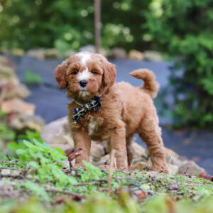 Young fluffy brown puppy with a white muzzle stands on a garden path, wearing a bow tie on a sunny day in the yard.