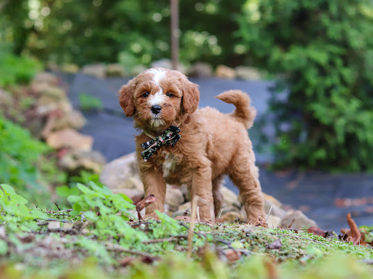 Young fluffy brown puppy with a white muzzle stands on a garden path, wearing a bow tie on a sunny day in the yard.