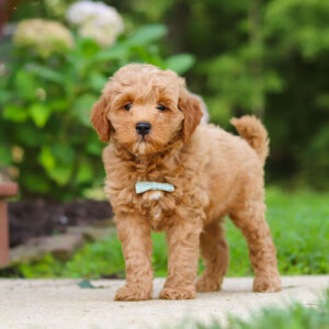 Young apricot doodle puppy standing on a concrete path with a light blue bow tie.