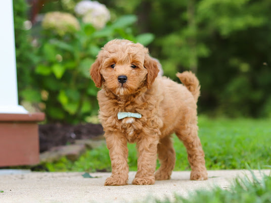 IMG_4814 - Pleasant Acre Farms Young apricot doodle puppy standing on a concrete path with a light blue bow tie.