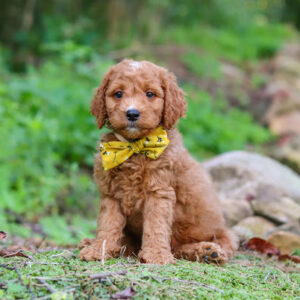 Brown curly-coated puppy wearing a yellow bow tie sits on grass with rocks and greenery nearby, looking at the camera.