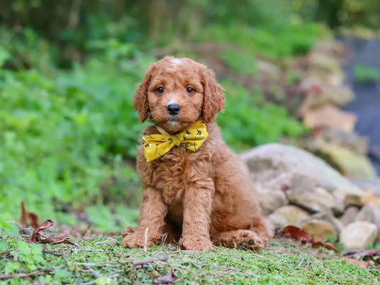Brown curly-coated puppy wearing a yellow bow tie sits on grass with rocks and greenery nearby, looking at the camera.