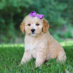 Golden retriever puppy with a purple bow sitting on green grass in a sunny park environment.