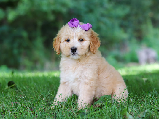 IMG_4823 - Pleasant Acre Farms Golden retriever puppy with a purple bow sitting on green grass in a sunny park environment.
