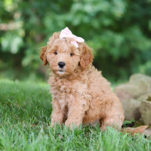 Golden doodle puppy with a pink bow sits on grass in a garden setting.
