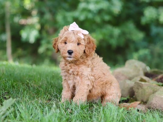 Golden doodle puppy with a pink bow sits on grass in a garden setting.