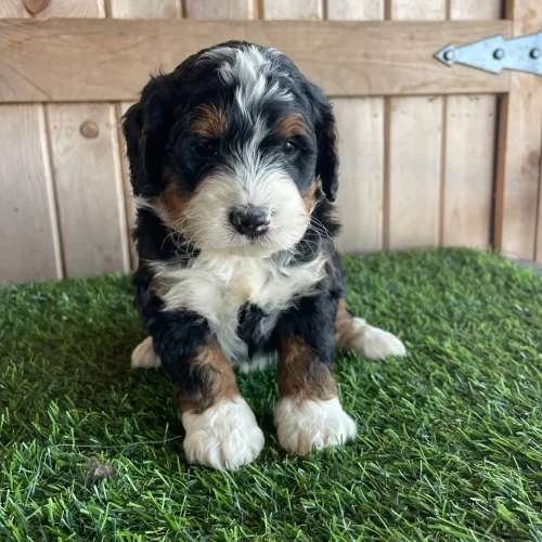 Adorable tricolor Bernedoodle puppy sitting on green artificial grass with a wooden fence background.