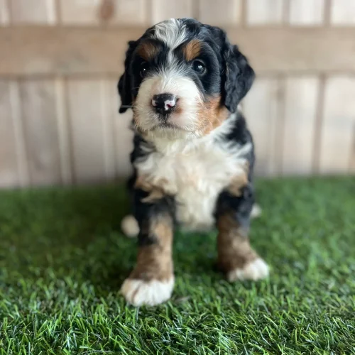 Adorable tri-color puppy (black, white, brown) sitting on green grass with a wooden fence behind.