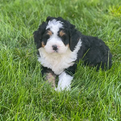 Fluffy black, white, and tan puppy sitting in a green grassy yard, looking at the camera