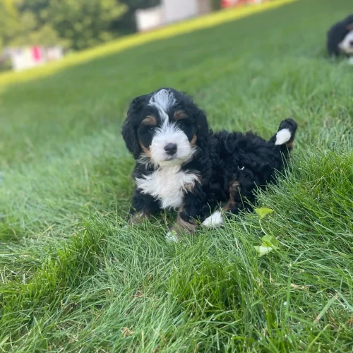 Fluffy black, white, and tan puppy resting on a green lawn with a blurred house in the background.