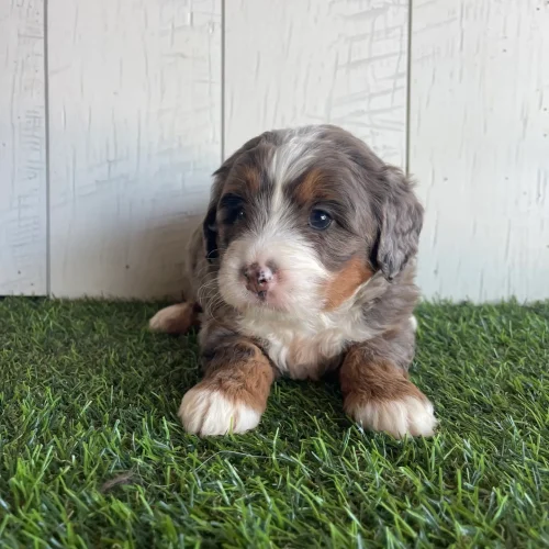 Young tricolor puppy lying on green grass in front of a white wooden fence, looking at the camera.