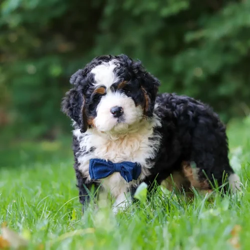 Young Bernedoodle puppy with a blue bow tie sitting in lush green grass outdoors, soft-focus background
