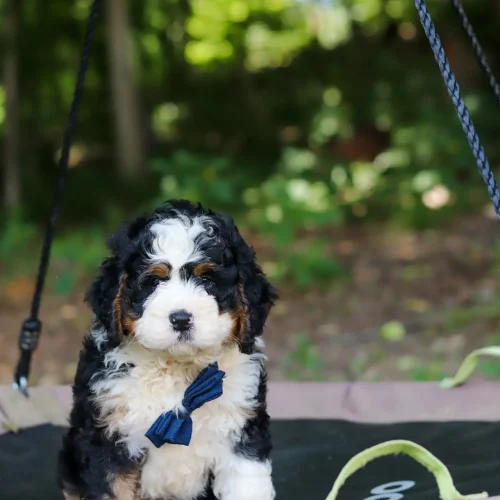 Fluffy tri‑colored puppy with black, white and tan fur sits on a pink swing outdoors, wearing a blue bow tie.