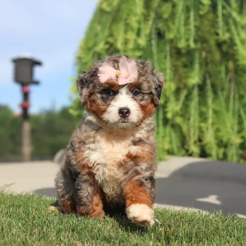 Fluffy puppy with a pink bow on its head running toward the camera on a grassy lawn outdoors.
