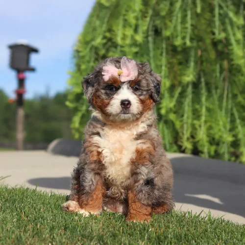 Cute fluffy puppy with a pink bow on its head sits on grass outdoors, blurred greenery in the background