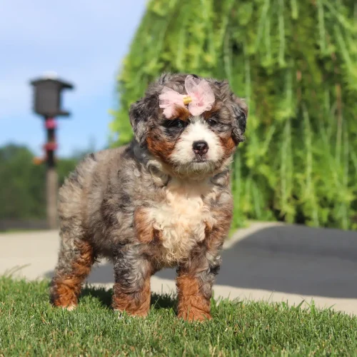 Fluffy puppy with a pink bow on a sunlit grassy lawn, looking toward the camera.
