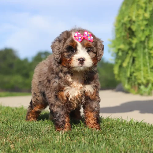 Young fluffy brown-and-white puppy with a pink bow sitting on its head and walking on grass outdoors.