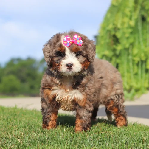 Cute brown and white puppy wearing a pink heart-patterned bow sits on a grassy lawn outdoors.