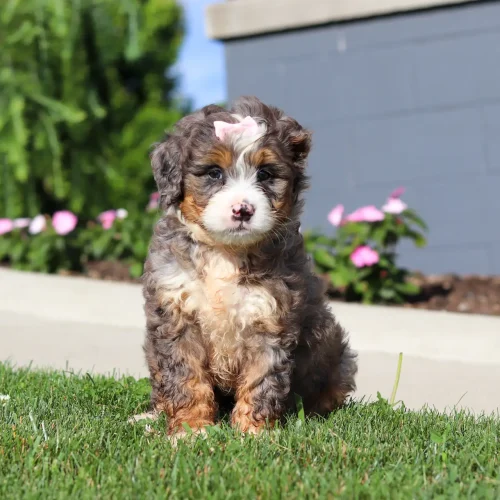 Fluffy multi-colored puppy with a pink bow sits on green lawn, with a blurred garden and gray wall behind it.