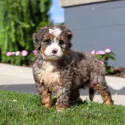 Fluffy brown, white, and tan puppy with a pink bow on its head, standing on a grass lawn outdoors.