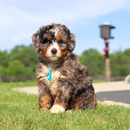 Brown and white puppy sitting on green grass in a sunny park with a blue collar, looking at the camera.