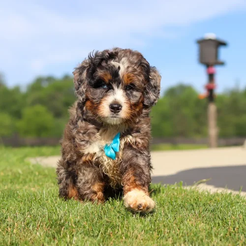 Curious small puppy with a blue bow running toward the camera on a sunny grassy lawn.