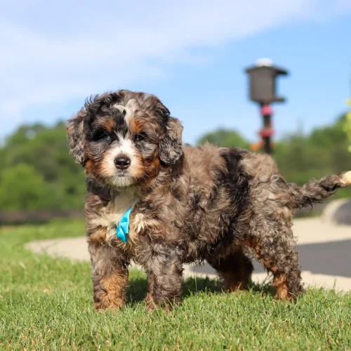 Fluffy brown and white puppy standing on grass outdoors with a blue ribbon collar, sunny day.