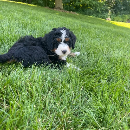 A fluffy black and white puppy lying on green grass in a sunny park, looking toward the camera.
