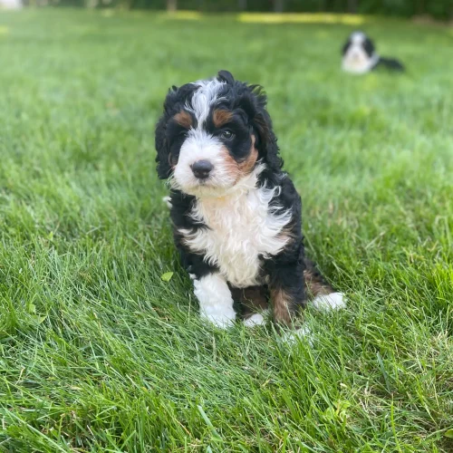 Close-up of a fluffy tri-colored puppy sitting on lush green grass, with a second dog blurred in the background.