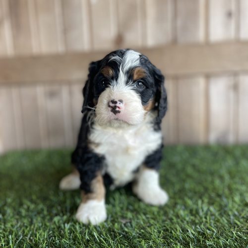 Young tricolor puppy sitting on artificial grass, looking at the camera with a wooden fence backdrop behind it