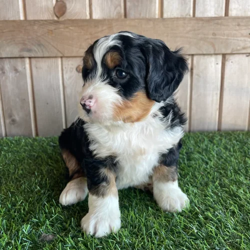 Young bernedoodle puppy sitting on green artificial grass with a wooden fence in the background, looking to the side.